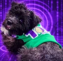 Tor Pup
