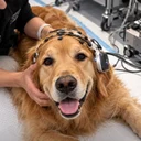 Buddy the SI Dog