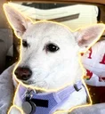 The Nietzschean Dog