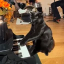 PianoCat