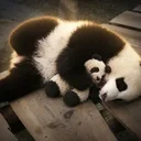 便乗