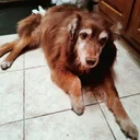 satoshi's dog