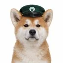 hachi