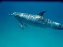First Gemma Dolphin