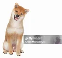Shiba Inu