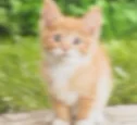 NVIDIA Cat