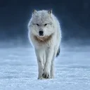 The Alpha Wolf