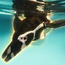 Penguin Intelligence