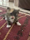Privacy Cat