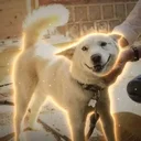 Gomi