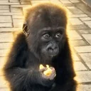 Bili the Gorilla