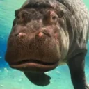 Genny The Hippo