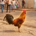 The Loyal Rooster