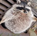 Fat Raccoon