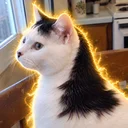 Mullet Cat