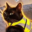 Le Gilet Jaune