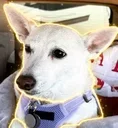 Justice for Luna