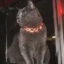Claudia's Cat