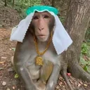 Apu The Ape