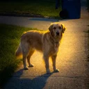 The ANTI-AI Dog