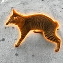 The Wobbly Cat