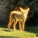 Wylie the Coyote