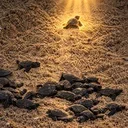 The Nietzschean Turtle