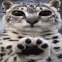 paws at you