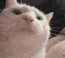 catJAM