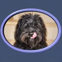 The PHP Dog