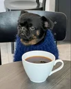 The Grumpy Dog