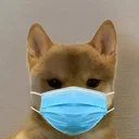 Dog Wif Mask