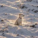 The Odyssean Dog
