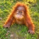 DouDou The Orangutan