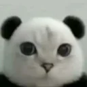 Pat