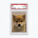 Digital Collectible Dog