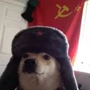 communist doge