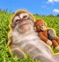 Samsuni The Monkey