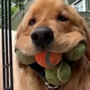 Finley