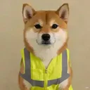 dog in vest