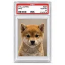 COLLECTINU
