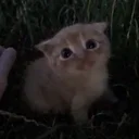 please don't rug me
