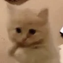 please bro let me in your squad