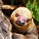 Solana The Sloth