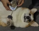 Crime Dog