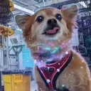 Qubit The Quantum Dog