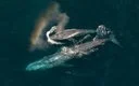Expedition: Saving Our Seas