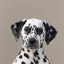 Ivy
