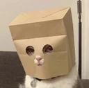 Anonymous Cat
