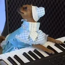 Keyboard Dog